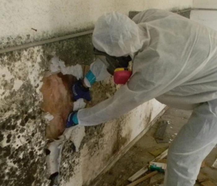 Mold Being Removed